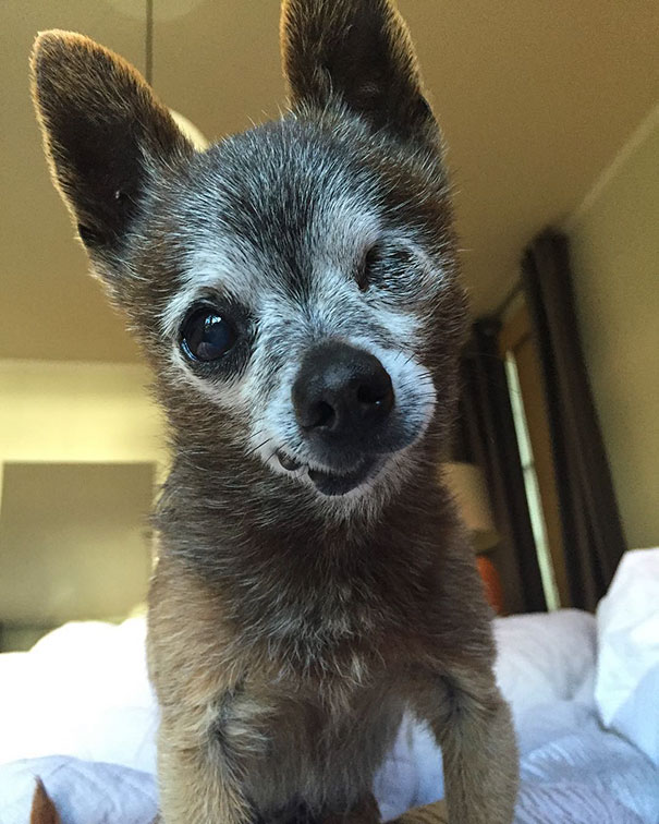 senior-dog-adoption-chihuahua-julie-docherty-25