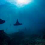 Diving Manta Point