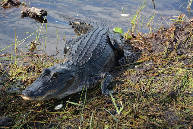 Everglades Rivers alligator