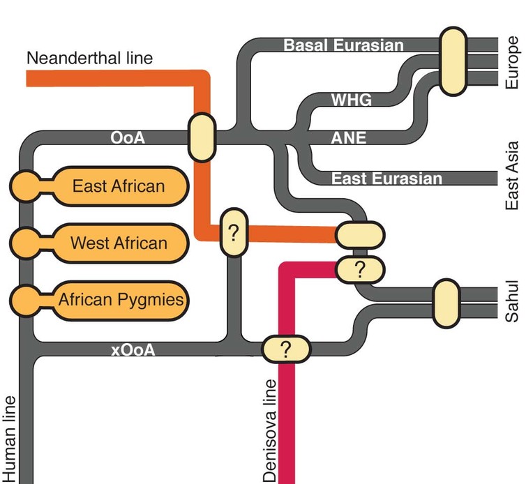 A graphic representation of the interaction between modern and archaic human lines, showing traces of an early out of Africa (xOoA) expansion within the genome of modern Sahul populations. Image via Dr. Mait Metspalu, Estonian Biocentre.