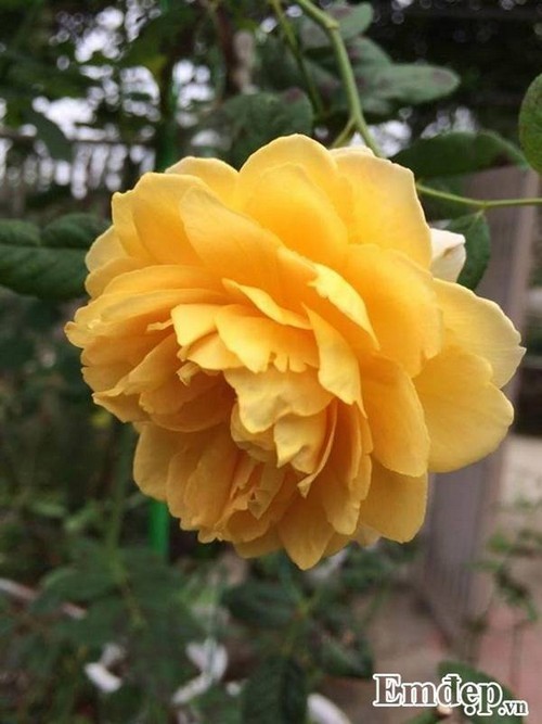 vườn hồng châu Âu, cách chăm sóc hoa hồng, trồng hoa sân vườn