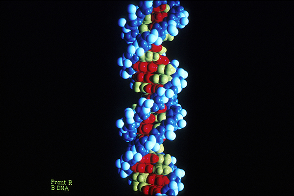 dna-graphic-computer-generated-b-form-ar