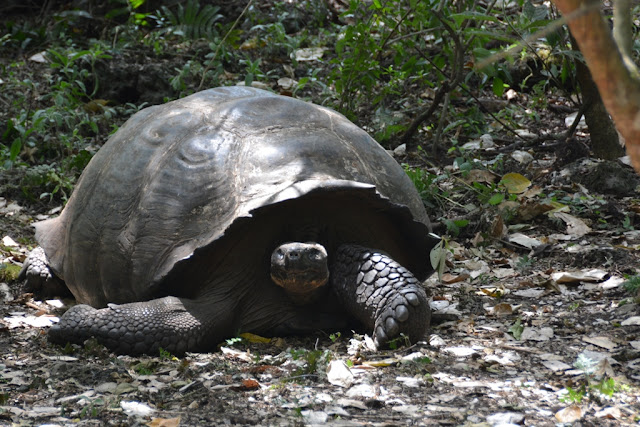Tortoises Galapagos