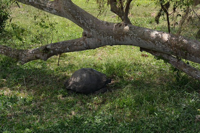 Tortoises Galapagos