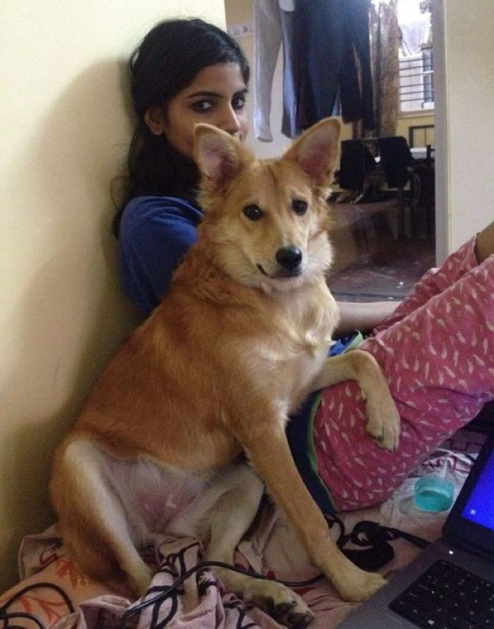 rejected-arranged-marriage-proposal-dog-3