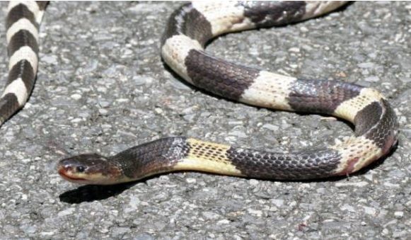 Amazing Facts: Find Out What The World's Most Venomous Snakes Are! LOOK!