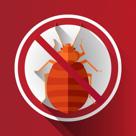 What to Do if You Have Bed Bugs