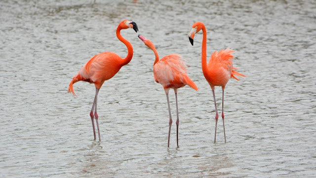 Jan Kok Flamingo Curacao