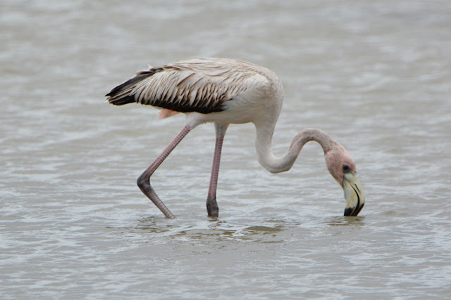Jan Kok Flamingo Curacao