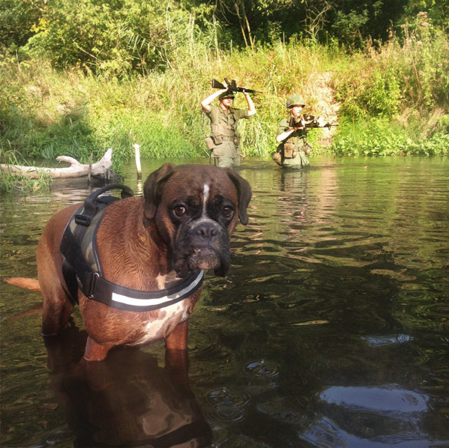 I took my boxer for a walk in Poland. Then Vietnam happened