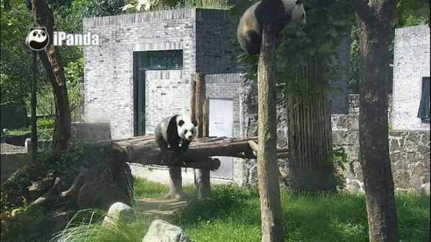 Weibo user "Zhouguli" — who first discovered the photo that launched the controversy — says that life of the family of Qing Qing, one panda recruited by the program from Wolong National Nature Reserve, has been turned upside down, with a sharp drop in sleep and loss of appetite.