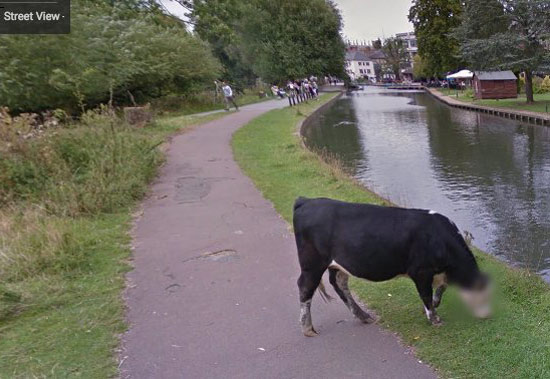 I'm glad Google is taking cow privacy seriously