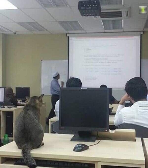This cat joined a class at the International Islamic University in Malaysia a couple of days ago and took a seat on a table.