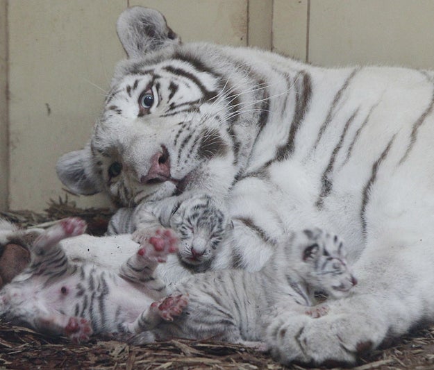 Four rare white lions and three white tigers have been born at a private zoo in Poland within the past week, officials announced Thursday.