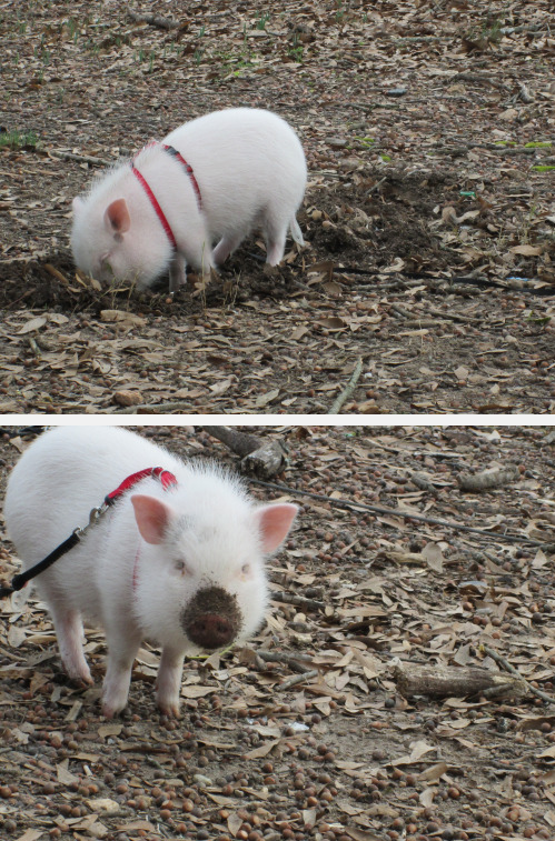 This piggy doing important gardening work.