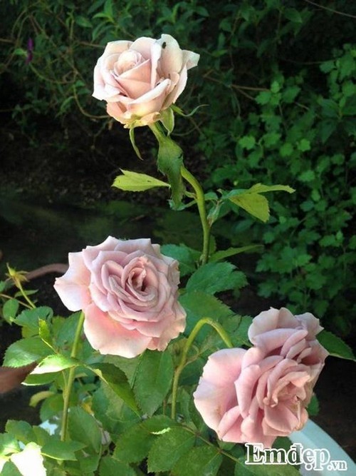 vườn hồng châu Âu, cách chăm sóc hoa hồng, trồng hoa sân vườn