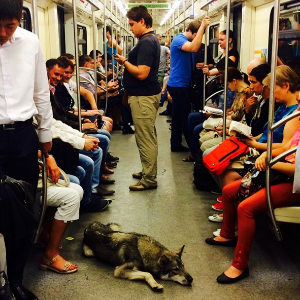 If you're wondering how she got onto the train in the first place, Moscow is home to thousands of street dogs, some of whom have learned to navigate the city's massive subway system all by themselves.