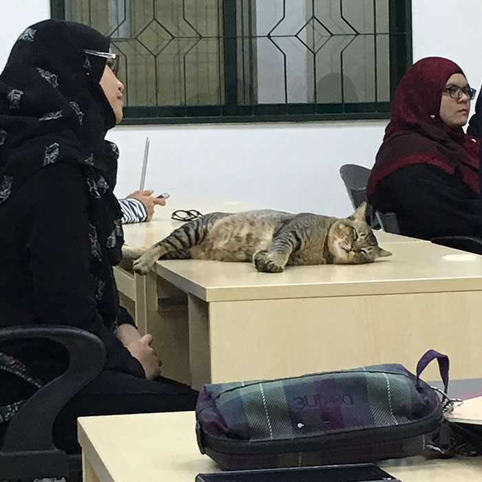 cat-sleeps-university-lecture-malaysia-4