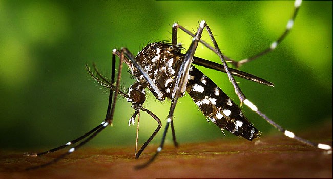 Thêm hai trường hợp mắc Zika ở TP.HCM và Bình Dương - 1