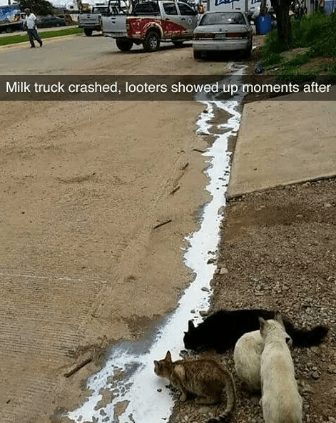 spilled milk brings all the cats to the yard