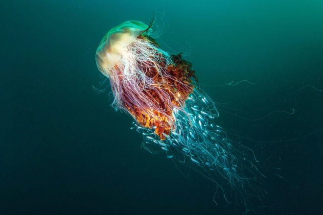 Get Up Close and Not at All Personal With an Enormous Jellyfish