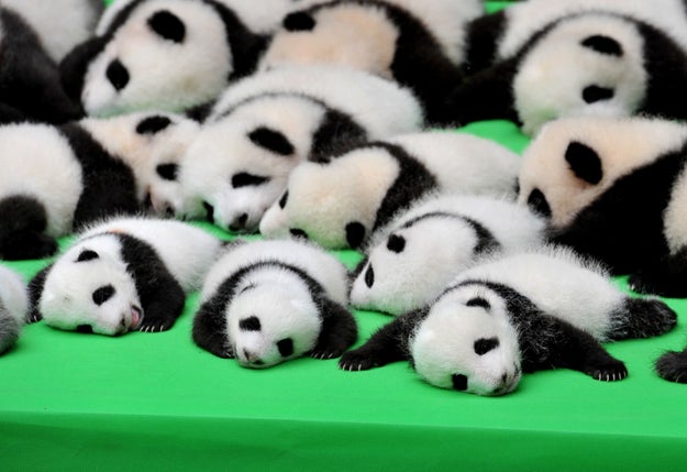 Hello. Here are 23 baby pandas.