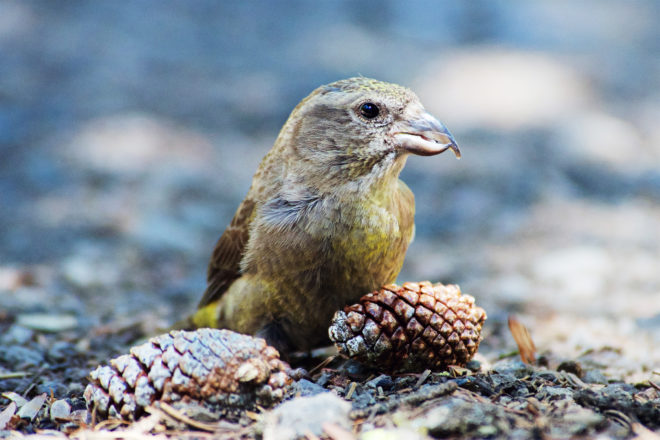 The South Hills Crossbill Is Evolving in a Seriously Bizarre Way
