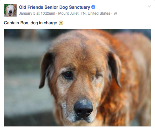Meet Captain Ron, a popular resident of the Old Friends Senior Dog Sanctuary, who is loved by many.