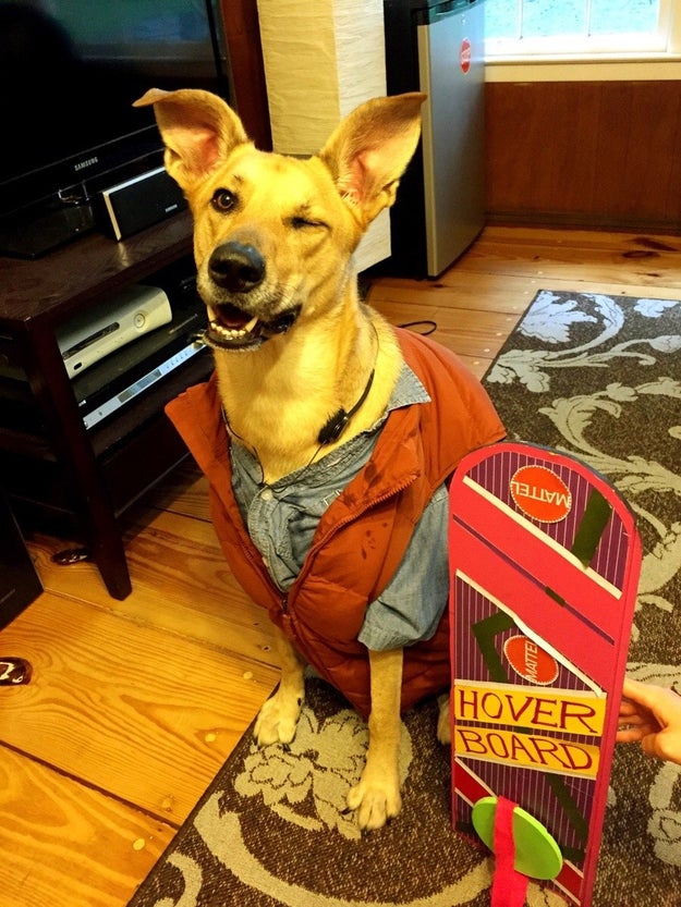 So we want you to show us your pet's Halloween costumes! Maybe it's a nod to a famous movie...