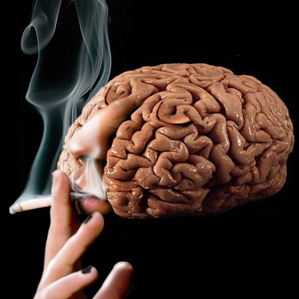 Resultat d'imatges de cerebro nicotina