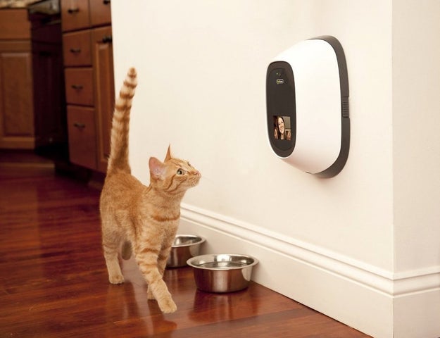 A treat dispensing two way camera so you can facetime with your furry friend and buy their love with treats.