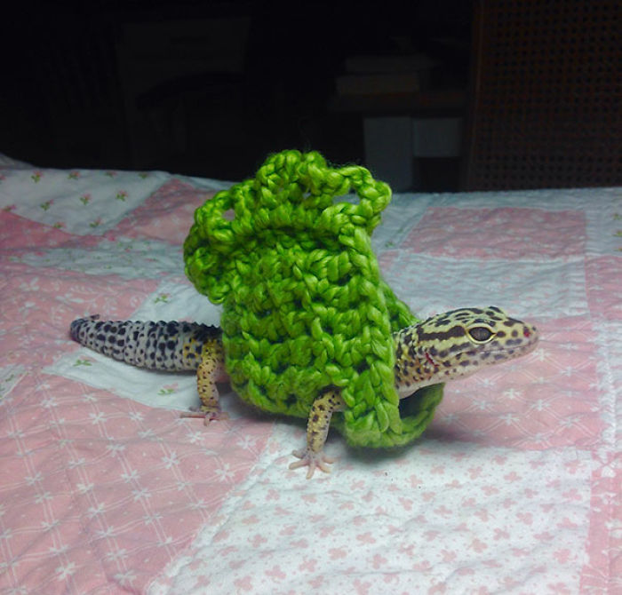 I Made My Pet Gecko A Little Sweater Today