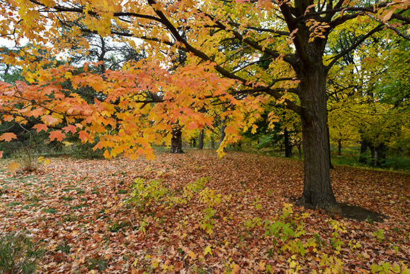 high park fall colours