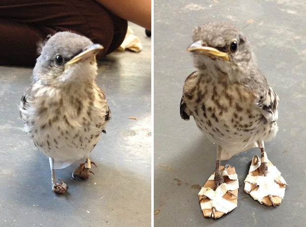 This bird who got special shoes made for his deformed feet.