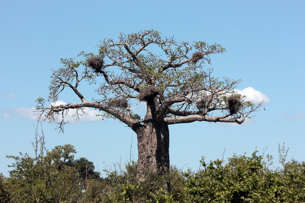 Boabab tree, Kruger National Park