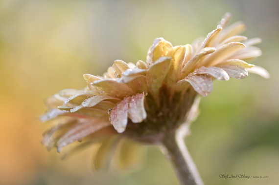 prime lens flower photography