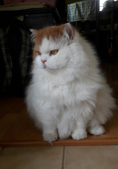 This angry mountain of fur is refusing to acknowledge your presence.