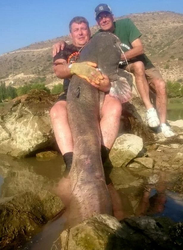 cá trê khổng lồ 90kg, Tây Ban Nha, bắt được, cá khủng, dân nhậu, thủy quái, ngư dân