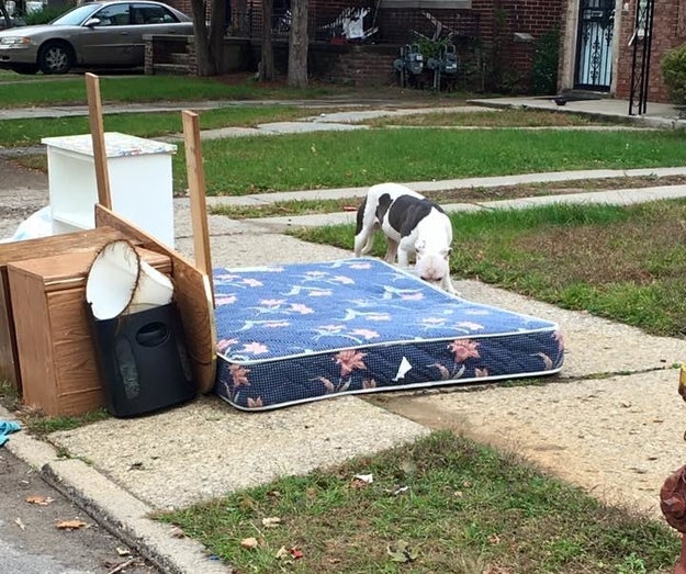 A neighbor told Oliver the dog's family had left a month ago, but their belongings were put on the curb last week. They came back to pick up some items, but the dog — who Oliver named Boo — stayed behind.