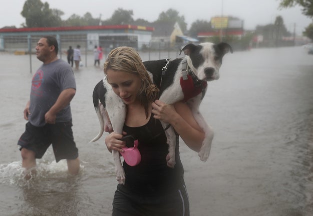 The victims of Tropical Storm Harvey's deadly floodwaters this week are not only human. Many animals, from dogs and cats to livestock, have had to flee their homes as well.