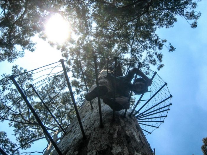 climb big tree australia
