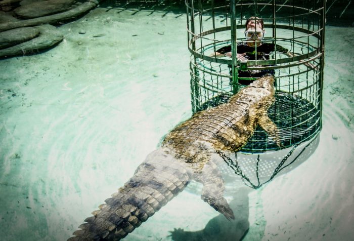 crocodiles cage swim south africa