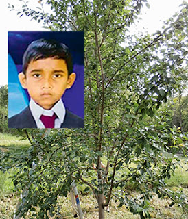  Deneth Induwara who died by slipping from guava tree and being trapped in between two branches