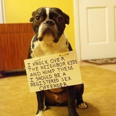 Much deserved pet shaming