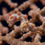 A tiny pygmy seahorse hides among the branches of a sea fan. Your guides at Lembeh can usually take you straight to these little guys, who are often no larger than your fingernail.
