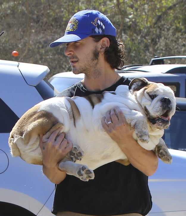 This baby is Shia's bulldog, Brando, and would you just look at this sausage!!!