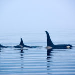 Orcas Norway
