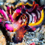 The flamboyant cuttlefish uses camouflage not only to stalk its prey, but also to warn off predation on itself — the bright colors let other animals know that the flesh of the cuttlefish is toxic.