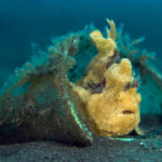 Although the seafloor is littered with refuse at Lembeh, some animals, such as this frogfish, have made the best of it, using discarded items for shelter.