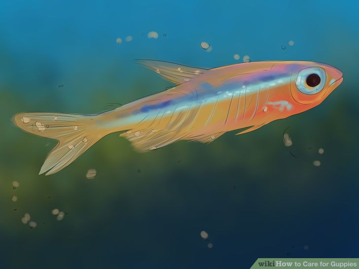 Care for Guppies Step 13.jpg